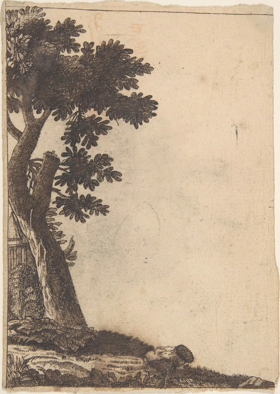 Study of a Tree by Anonymous, Netherlandish, 16th century