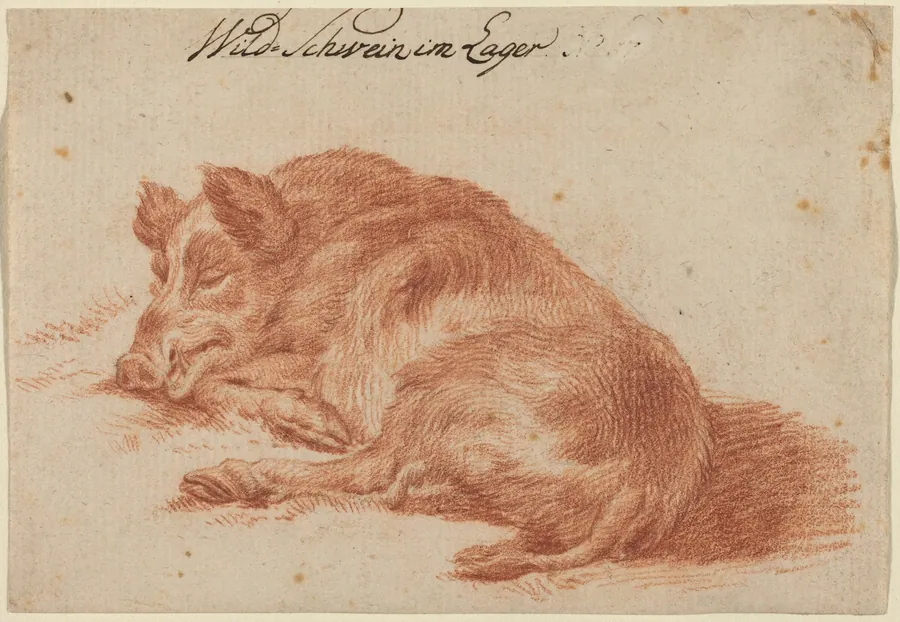 Wild Boar by German 18th Century