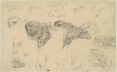 Studies of Oxen