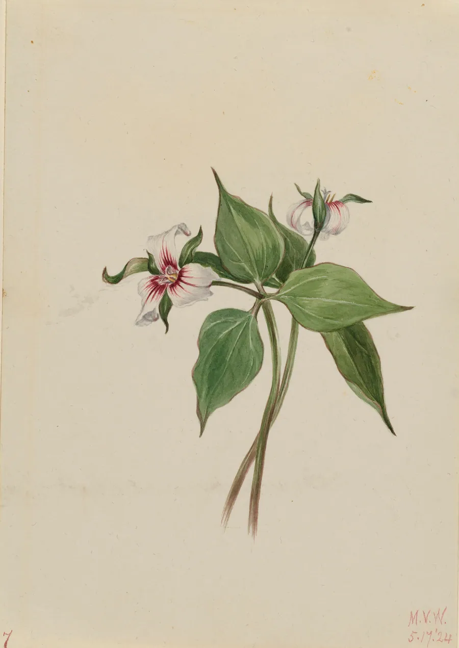 Painted Trillium (Trillium undulatum) by Mary Vaux Walcott, born Philadelphia, PA 1860-died St. Andrews, New Brunswick, Canada 1940