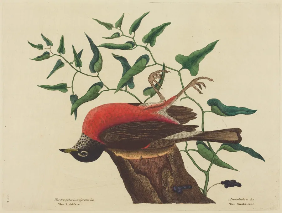 The Fieldfare of Carolina (Turdus migratorius) by Mark Catesby