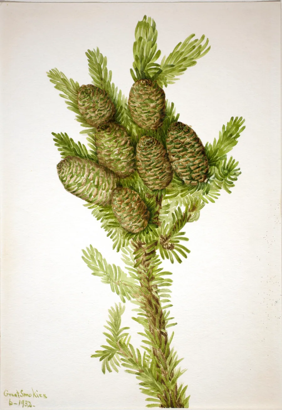Balsam Fir (Albies fraseri) by Mary Vaux Walcott, born Philadelphia, PA 1860-died St. Andrews, New Brunswick, Canada 1940