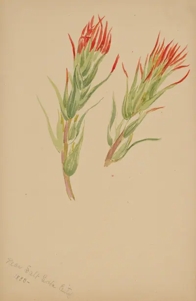 (Untitled--Plant Study)