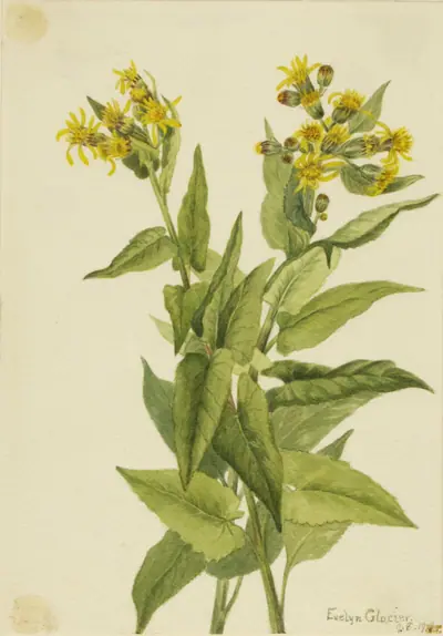 Arrowleaf Groundsel (Senecia triangularis)