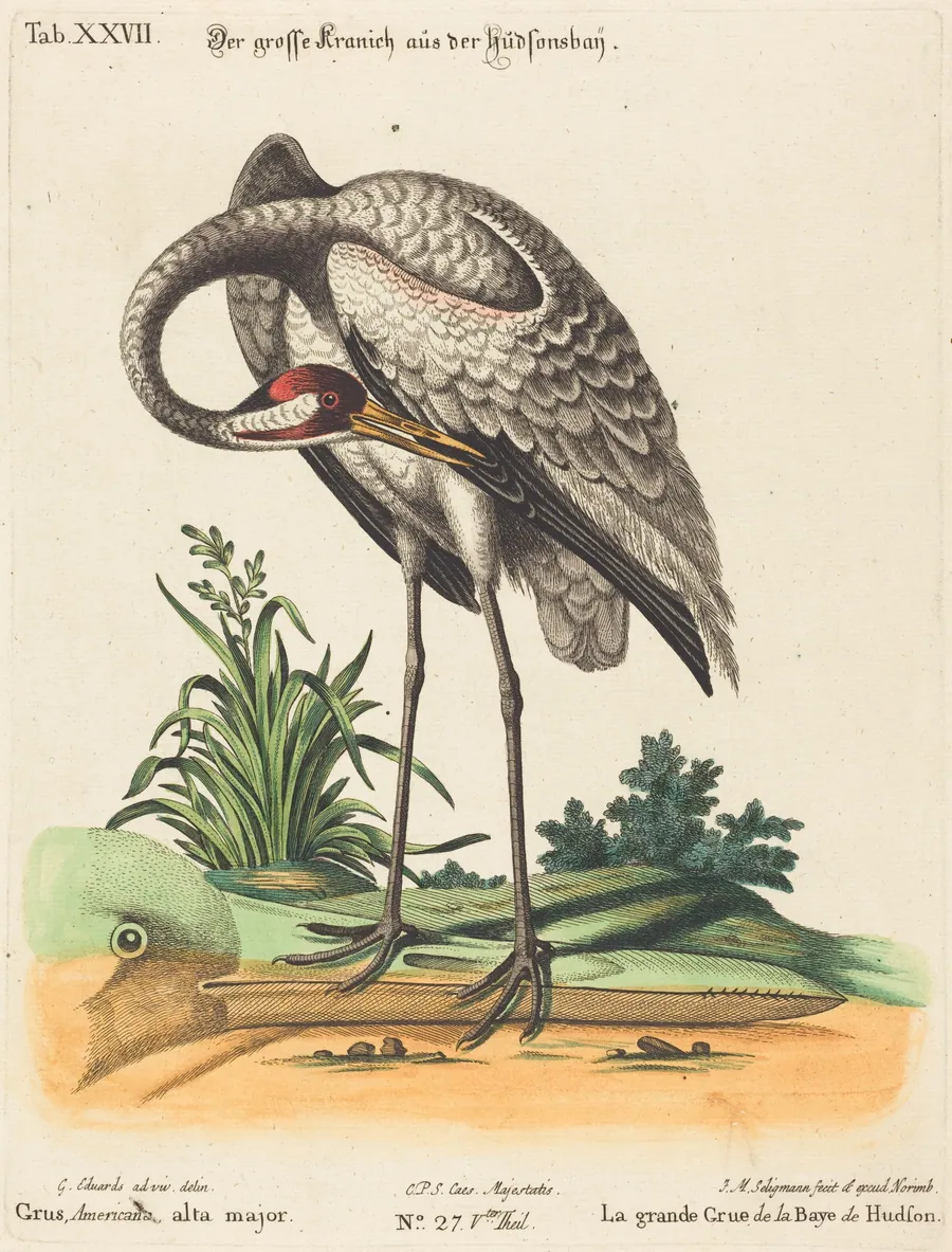 Grus Americana, alta major by Johann Michael Seligmann