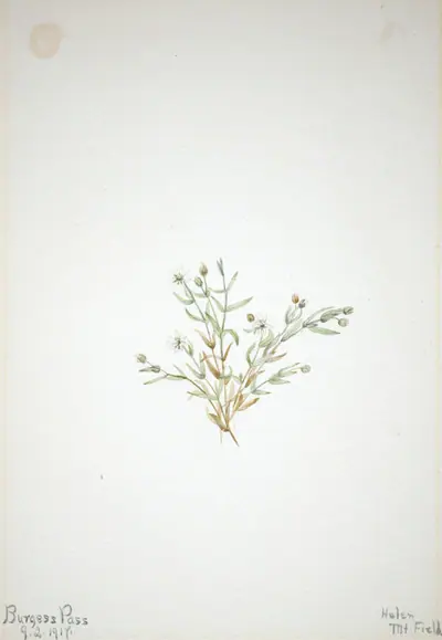 Stelleria leata