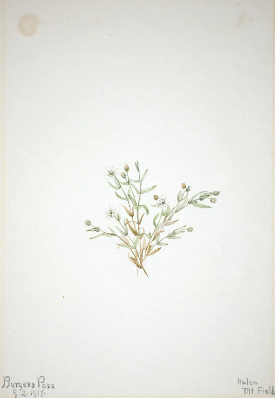 Stelleria leata by Mary Vaux Walcott, born Philadelphia, PA 1860-died St. Andrews, New Brunswick, Canada 1940