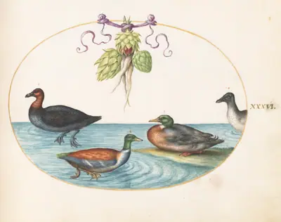 Plate 36: Red-Breasted Merganser, Shoveler, and Mallard, and Duck with Artichokes