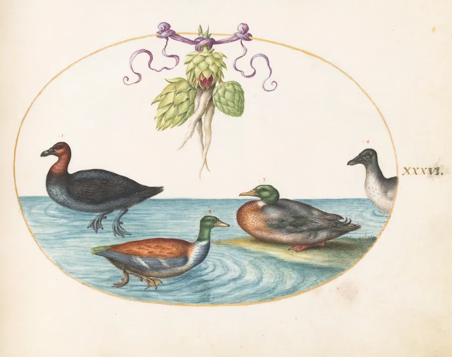 Plate 36: Red-Breasted Merganser, Shoveler, and Mallard, and Duck with Artichokes by Joris Hoefnagel