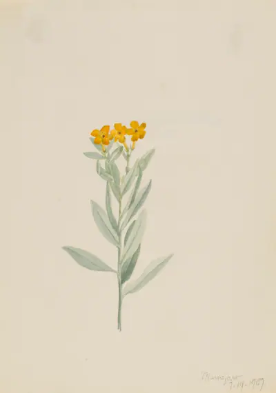 Lithospermum canescens