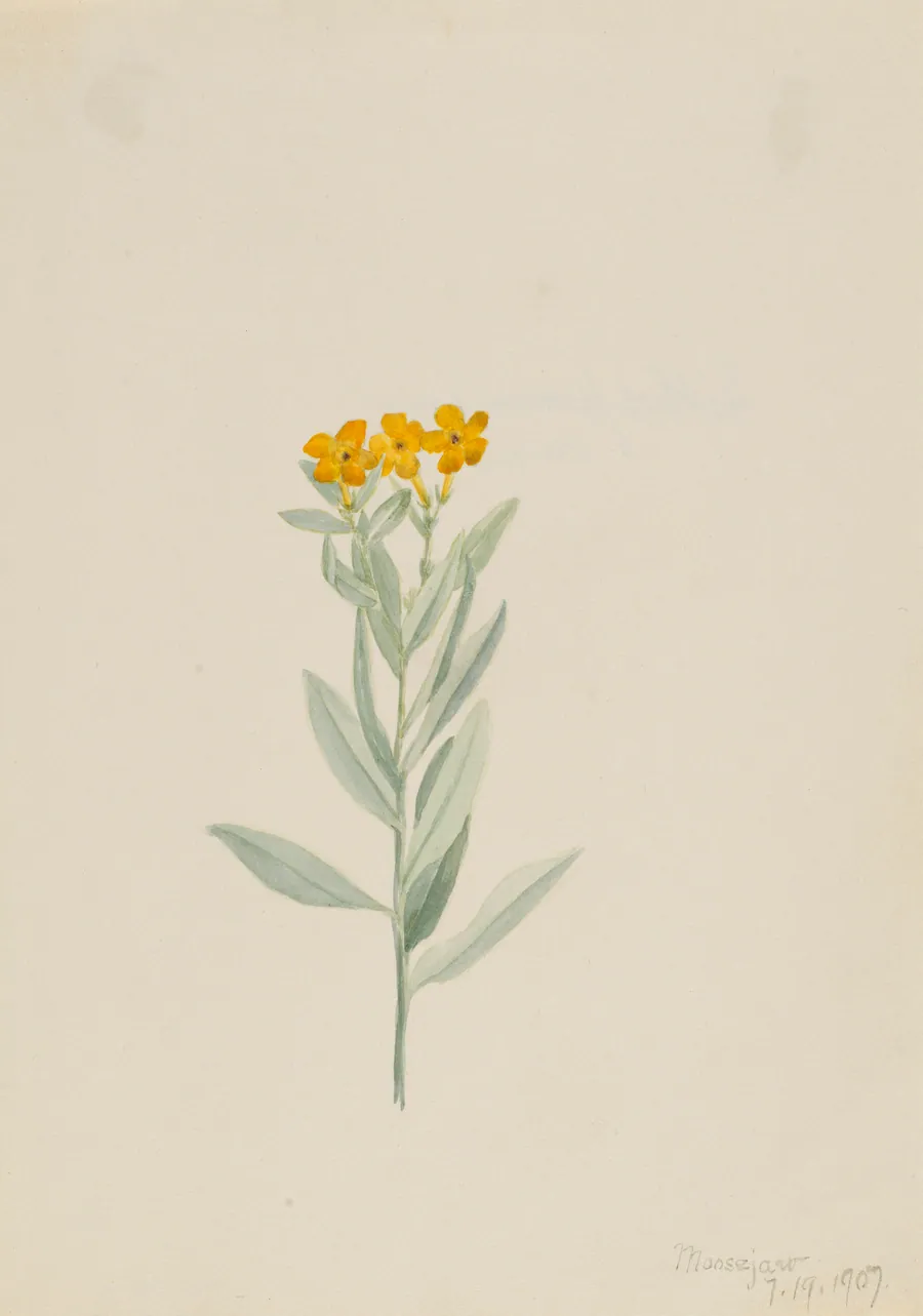 Lithospermum canescens by Mary Vaux Walcott, born Philadelphia, PA 1860-died St. Andrews, New Brunswick, Canada 1940
