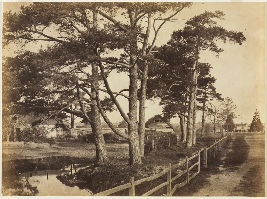 Scotch Firs, Hawkhurst by Benjamin Brecknell Turner