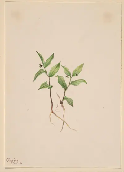 Kruhsea (Kruhsea streptopoides)