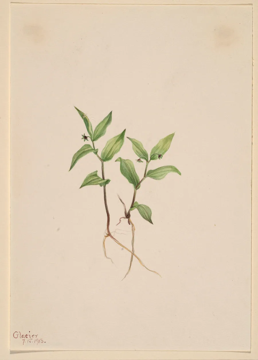 Kruhsea (Kruhsea streptopoides) by Mary Vaux Walcott, born Philadelphia, PA 1860-died St. Andrews, New Brunswick, Canada 1940