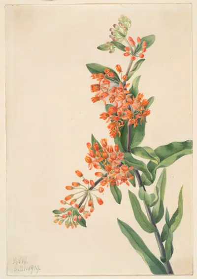 Butterfly Weed (Ascelpias tuberosa)