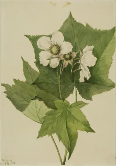 White Flowering Raspberry (Rubus parviflorus)