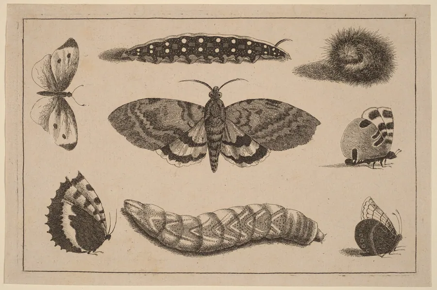 Three Caterpillars, a Moth, and Four Butterflies by Wenceslaus Hollar