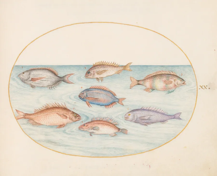 Plate 20: Sea Bream, Dentex, Sargo, and Other Fish by Joris Hoefnagel