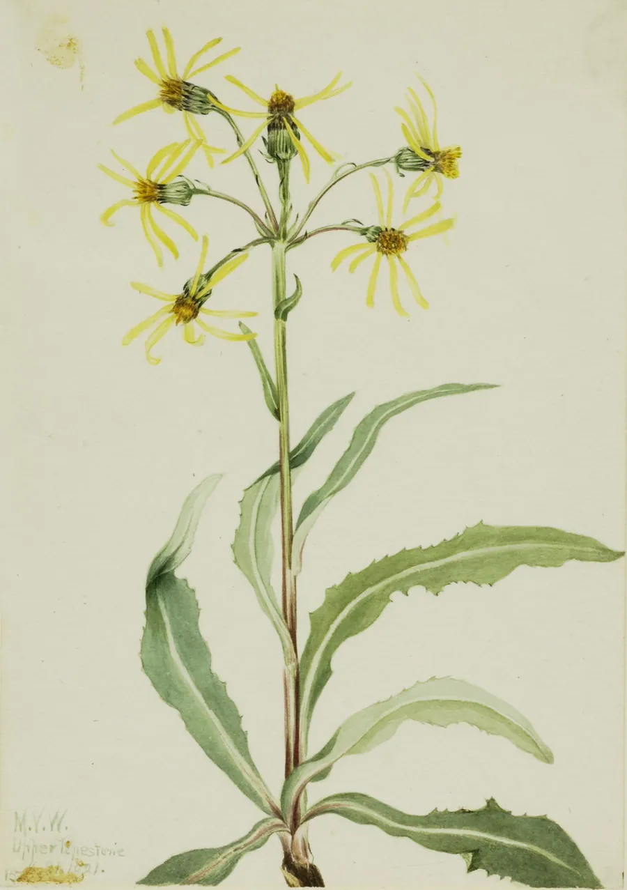 Mourning Groundsel (Senecio lugens) by Mary Vaux Walcott, born Philadelphia, PA 1860-died St. Andrews, New Brunswick, Canada 1940