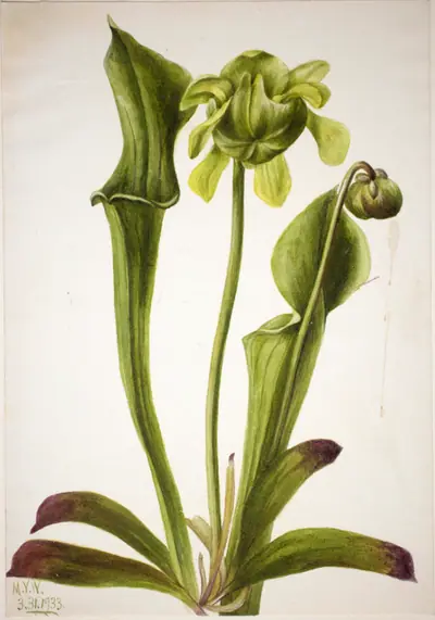 Green Pitcherplant (Sarracenia orephila)