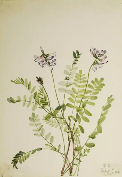 Alpine Milkvetch (Astragalus alpinus)