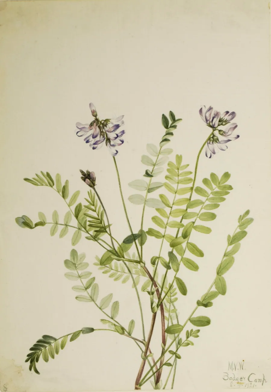Alpine Milkvetch (Astragalus alpinus) by Mary Vaux Walcott, born Philadelphia, PA 1860-died St. Andrews, New Brunswick, Canada 1940