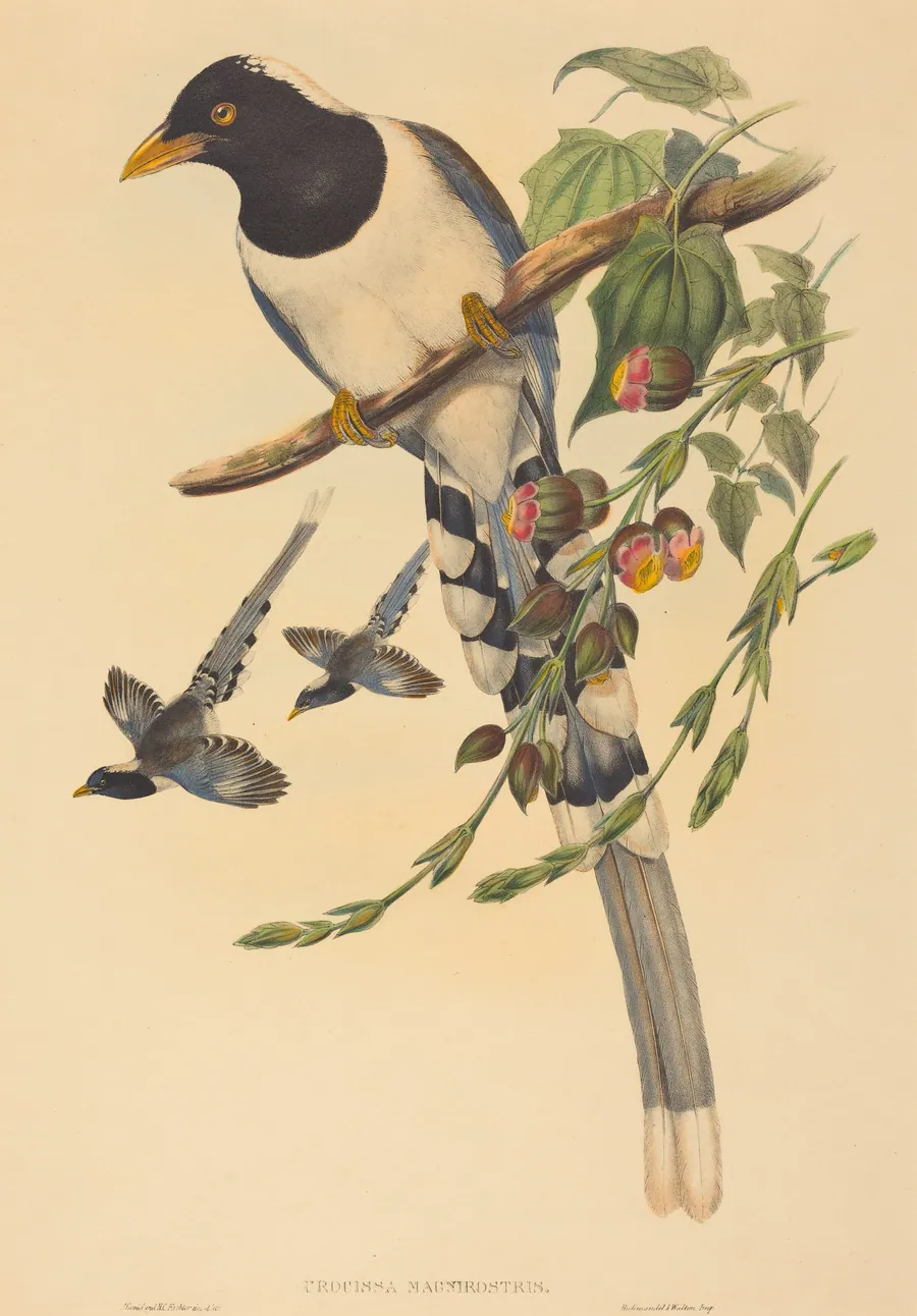 Urocissa magnirostris by H.C. Richter