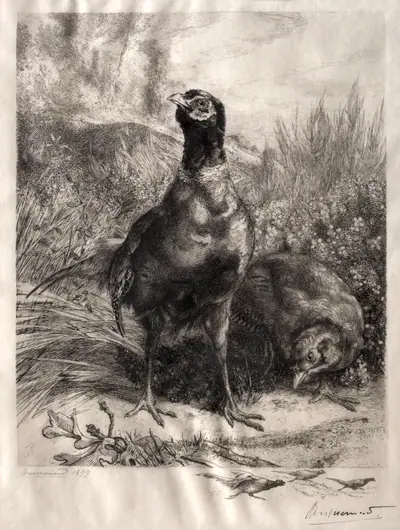 The Pheasants