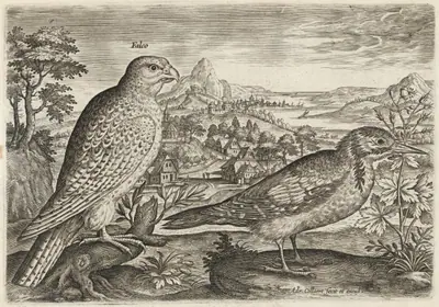 Kestrel and Great Spotted Woodpecker