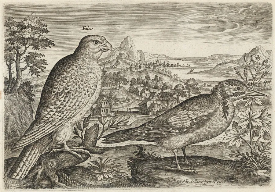 Kestrel and Great Spotted Woodpecker by Adriaen Collaert