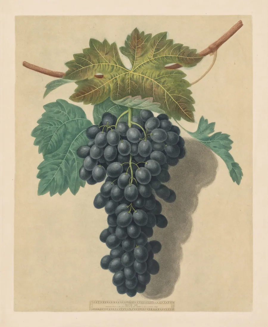 Pomona Britannica:  No. 52 - Black Prince Grape by George Brookshaw