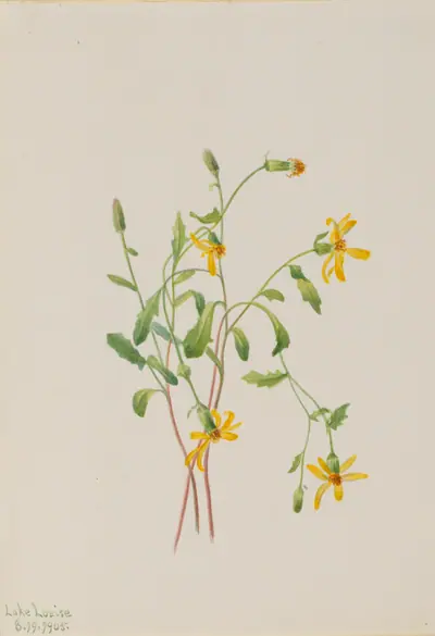 Alpine Ragwort (Senecio species)