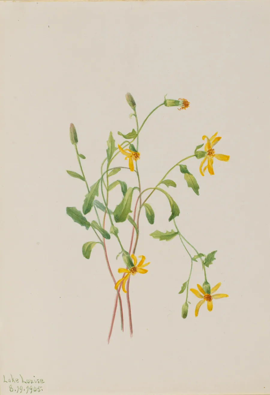 Alpine Ragwort (Senecio species) by Mary Vaux Walcott, born Philadelphia, PA 1860-died St. Andrews, New Brunswick, Canada 1940