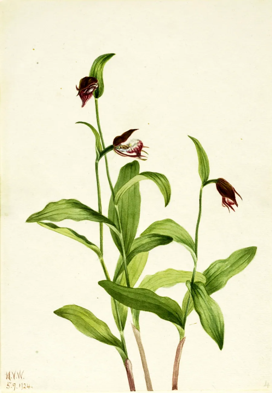 Ramshead Lady's Slipper (Cypripedium arietinum) by Mary Vaux Walcott, born Philadelphia, PA 1860-died St. Andrews, New Brunswick, Canada 1940