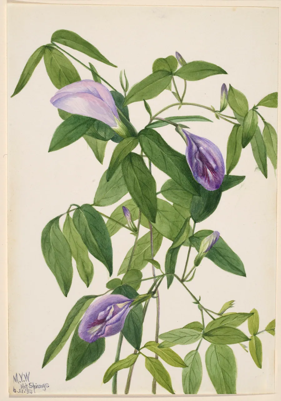 Butterfly Pea (Clitoria mariana) by Mary Vaux Walcott, born Philadelphia, PA 1860-died St. Andrews, New Brunswick, Canada 1940