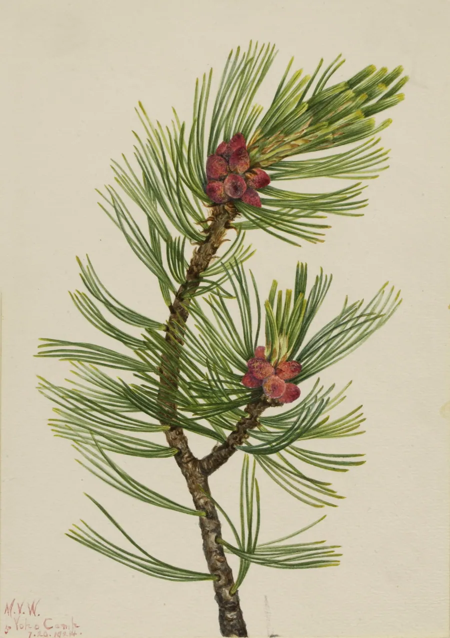 Whitebark Pine (Pinus albicaulis) by Mary Vaux Walcott, born Philadelphia, PA 1860-died St. Andrews, New Brunswick, Canada 1940