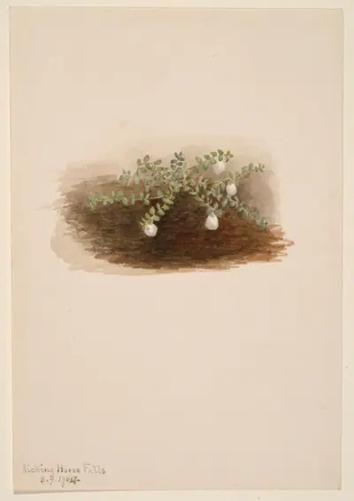 Chiogenes hispidula