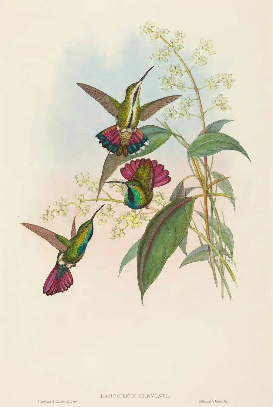 Lampornis prevosti by John Gould