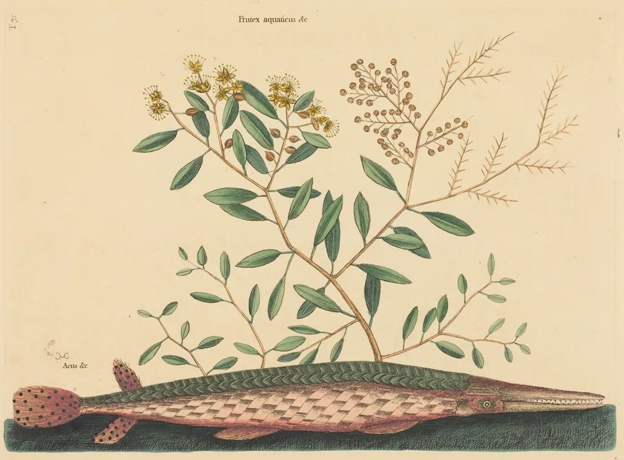 The Green Gar Fish (Esox osseus) by Mark Catesby
