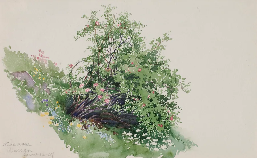 Wild Rose, Wassen by George Elbert Burr, born Monroe Falls, OH 1859-died Phoenix, AZ 1939