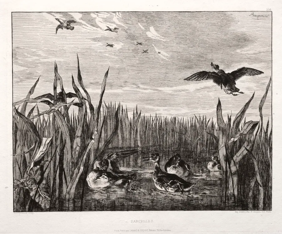 Teals by Félix Bracquemond