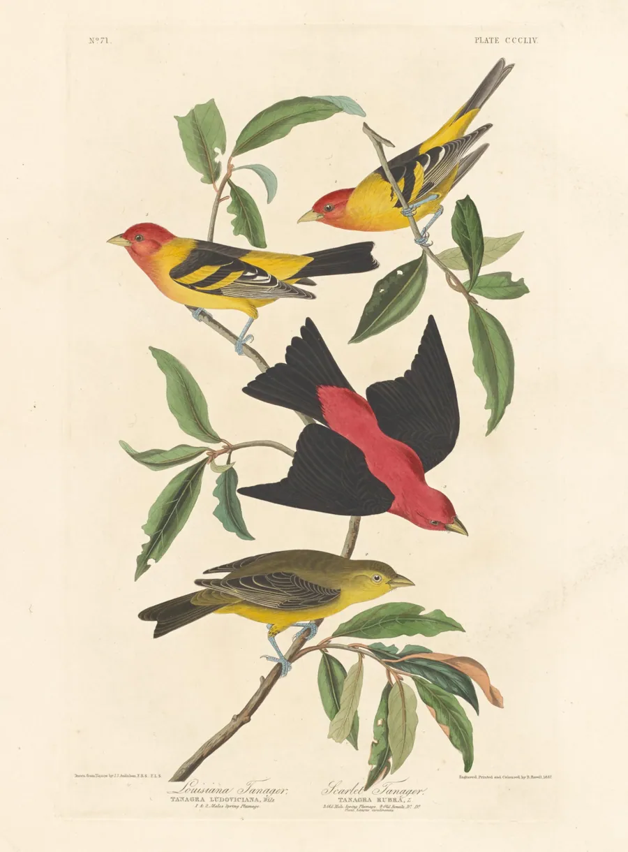Louisiana Tanager and Scarlet Tanager by Robert Havell, Jr.