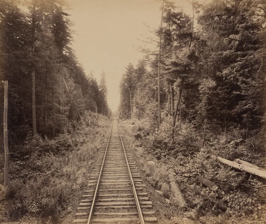 Hemlock Forest by William H. Rau
