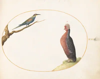 Plate 40: European Bee-Eater and Exotic Chicken