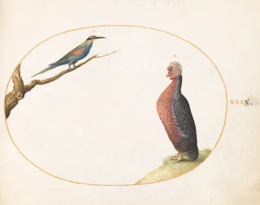 Plate 40: European Bee-Eater and Exotic Chicken by Joris Hoefnagel