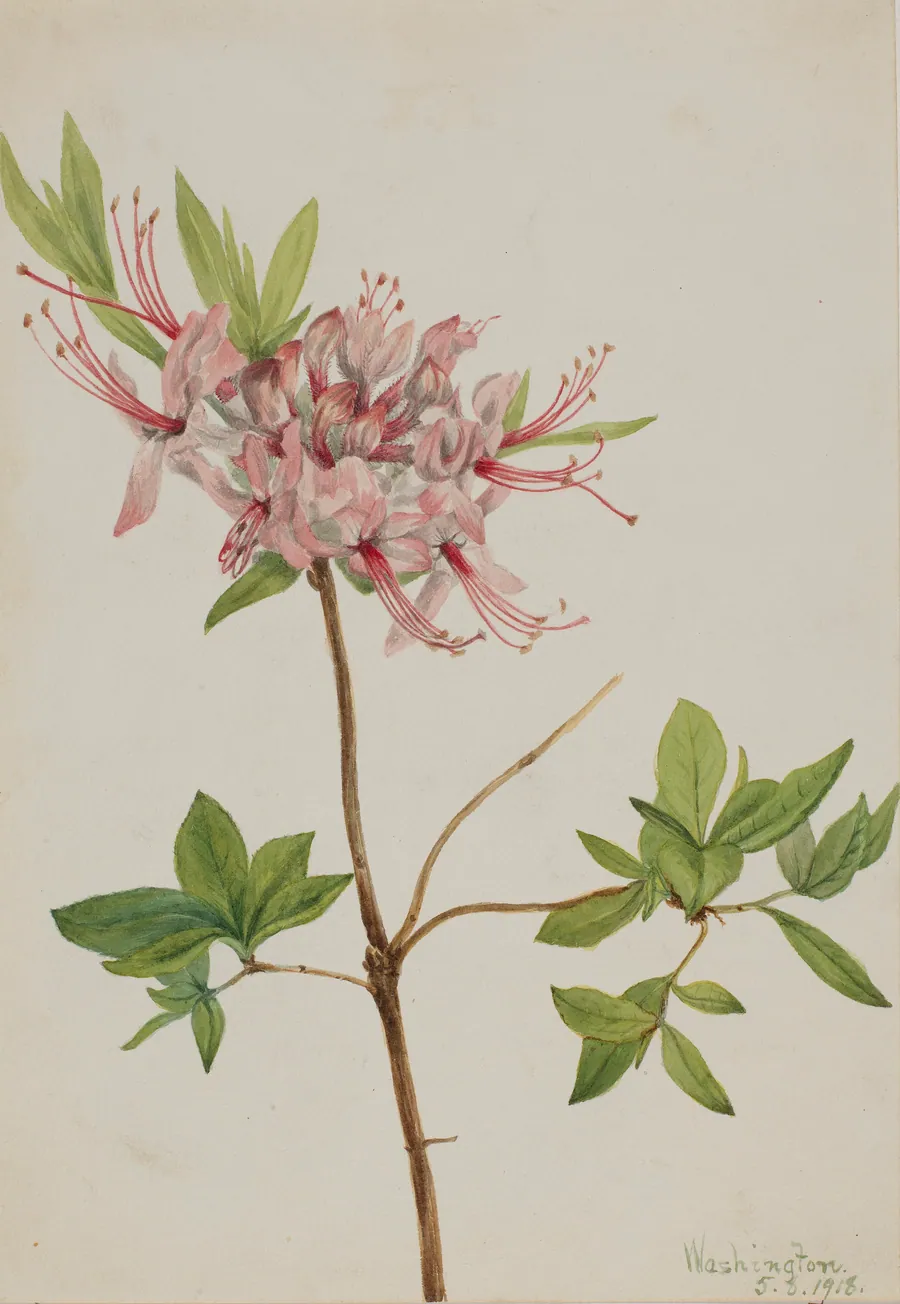 Pinxter Bloom (Azalea nudiflora) by Mary Vaux Walcott, born Philadelphia, PA 1860-died St. Andrews, New Brunswick, Canada 1940