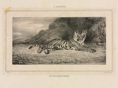 Study of a Tiger