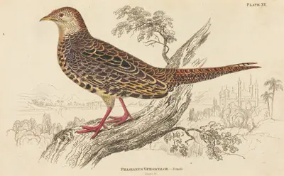 Phasianus Versicolor - Female