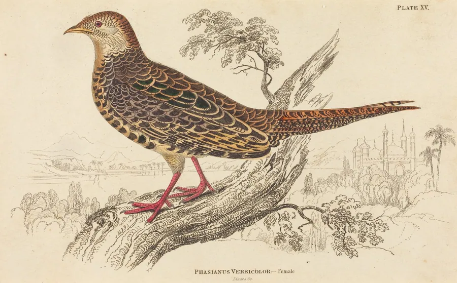 Phasianus Versicolor - Female by William Home Lizars