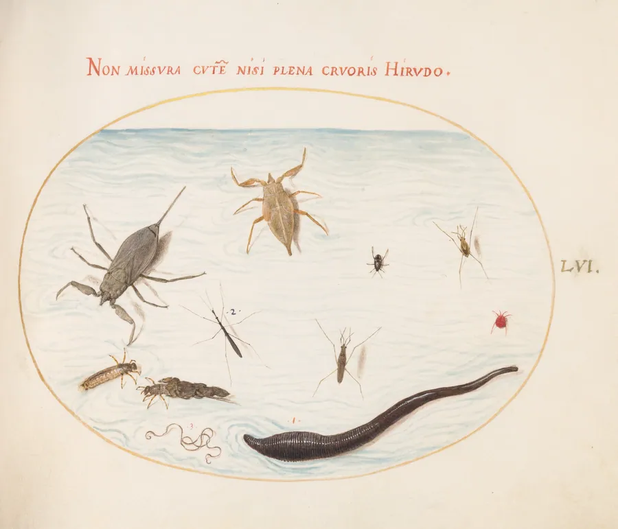 Plate 56: Water Scorpion, Water Measurer, Pond Skater, Red Water Mite, Leech(?), and Other Water Insects by Joris Hoefnagel